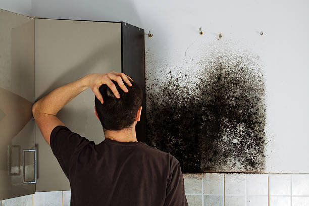 Professional Mold Removal in Southeast Arcadia, FL
